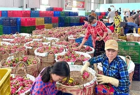 Agriculture the brightest sector in Mekong Delta: report